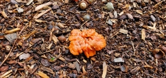 Gyromitra korfii
