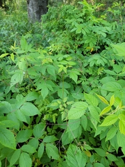 Osmorhiza depauperata