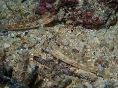 Coryphopterus urospilus