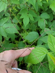 Osmorhiza depauperata