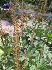 Ligularia przewalskii