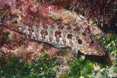 Gobioclinus dendriticus