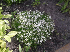 Thymus serpyllum albus