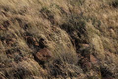 Aristida diffusa burkei