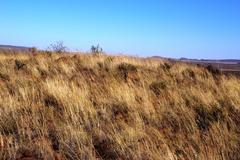 Aristida diffusa burkei