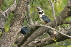 Visayan Hornbill photo 4
