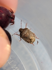 Holcostethus abbreviatus