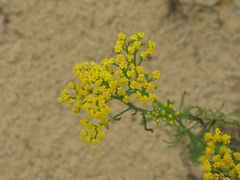 Achillea micrantha