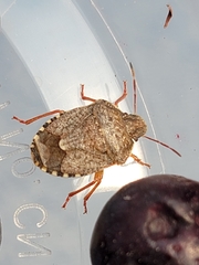 Holcostethus abbreviatus