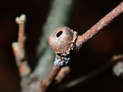 Pachypsylla celtidisgemma