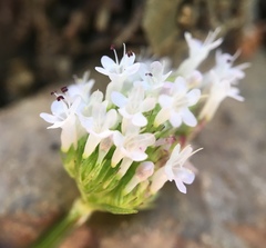 Plectritis macrocera macrocera