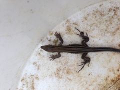 Aspidoscelis hyperythrus beldingi