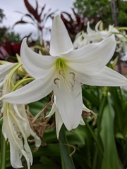 Crinum moorei