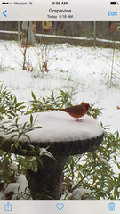 Cardinalis cardinalis