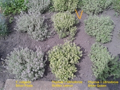 Thymus × citriodorus