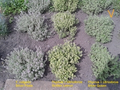 Thymus × citriodorus