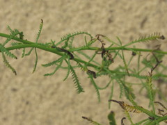 Achillea micrantha