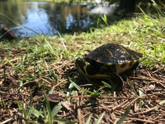 Trachemys scripta