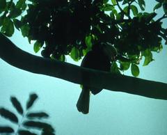 Anthracoceros marchei