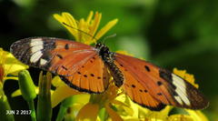 Acraea encedon encedon