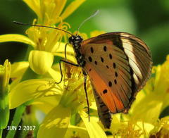 Acraea encedon encedon