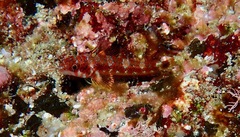 Lepidonectes corallicola