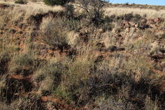 Melolobium candicans