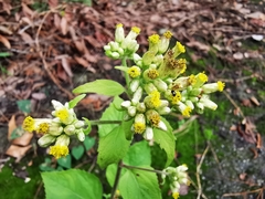 Schistocarpha eupatorioides