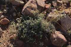 Melolobium candicans