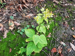 Schistocarpha eupatorioides