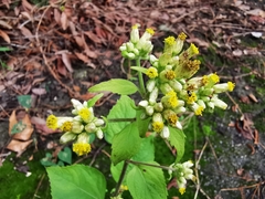 Schistocarpha eupatorioides