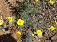 Eschscholzia californica maritima