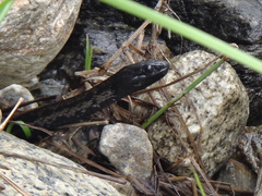 Thamnophis validus celaeno