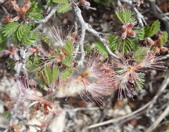 Calliandra conferta