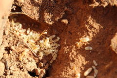 Camponotus importunus