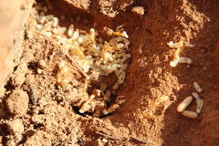 Camponotus importunus