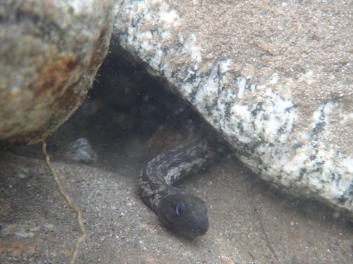 West Coast Garter Snake