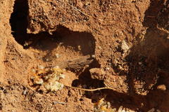 Camponotus importunus