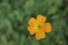 Kallstroemia peninsularis