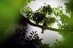 Anthracoceros marchei