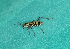 Chlorophorus annularis