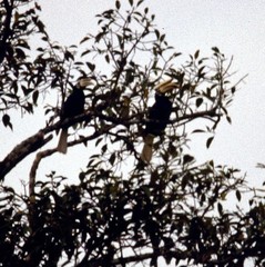 Anthracoceros marchei