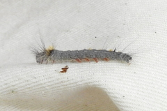 Olceclostera seraphica