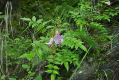 Incarvillea diffusa
