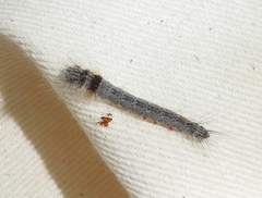 Olceclostera seraphica