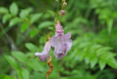 Incarvillea diffusa