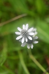 Eryngium scaposum