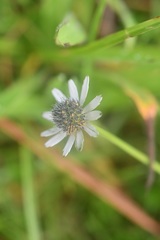Eryngium scaposum