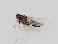 Pissonotus piceus