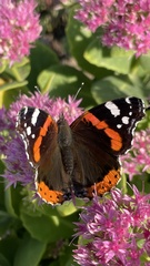 Vanessa atalanta